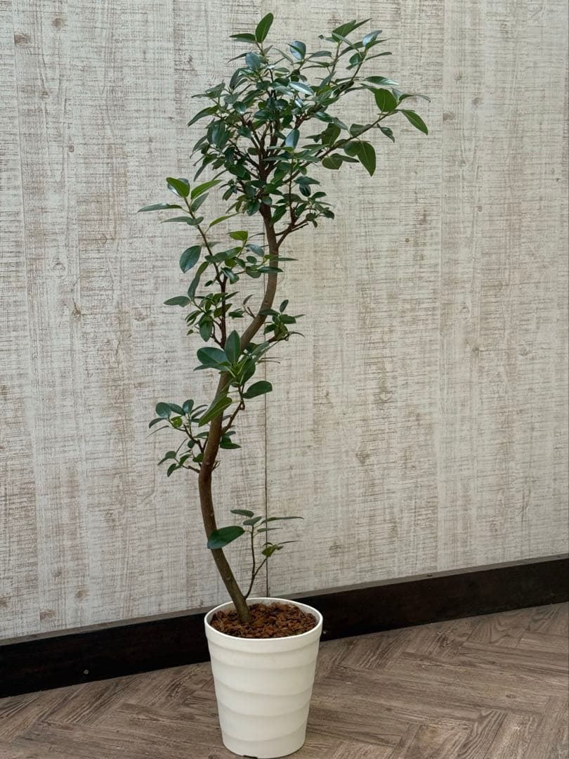 ☆ フランスゴム フィカス•ルビギノーサ♪ 130cm スリムな曲がりフォルム♪