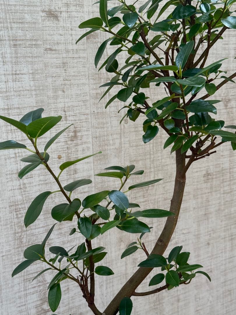 ☆ フランスゴム フィカス•ルビギノーサ♪ 130cm スリムな曲がりフォルム♪