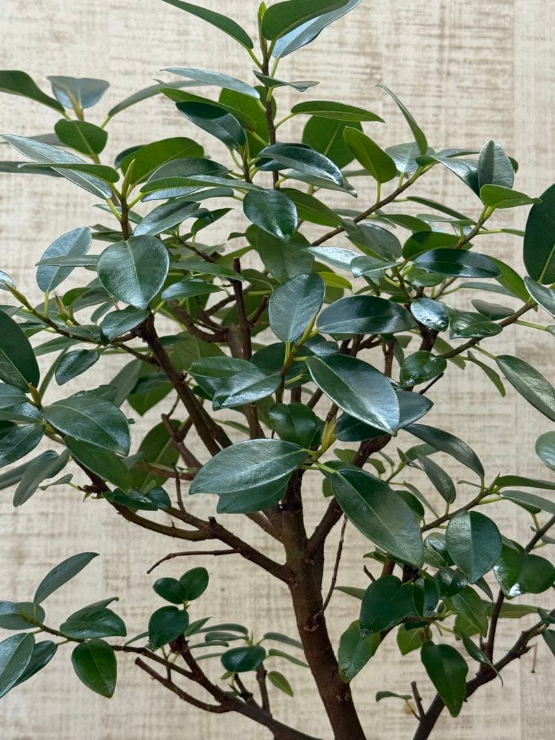 ☆ フランスゴム フィカス•ルビギノーサ♪ 130cm スリムな曲がりフォルム♪