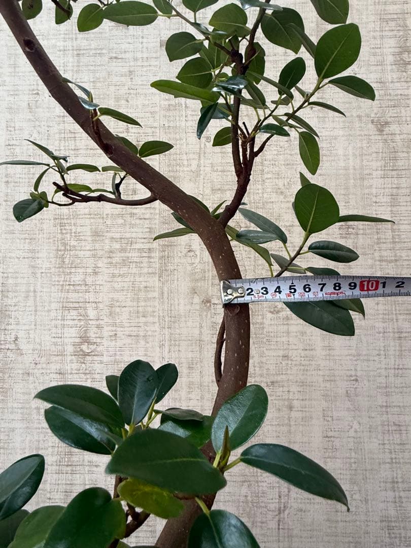 ☆ フランスゴム フィカス•ルビギノーサ♪ 130cm スリムな曲がりフォルム♪