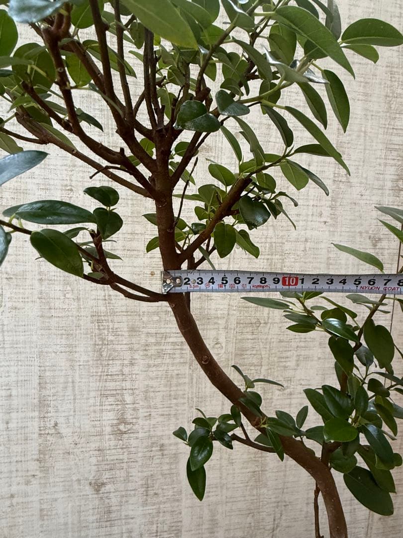 ☆ フランスゴム フィカス•ルビギノーサ♪ 130cm スリムな曲がりフォルム♪