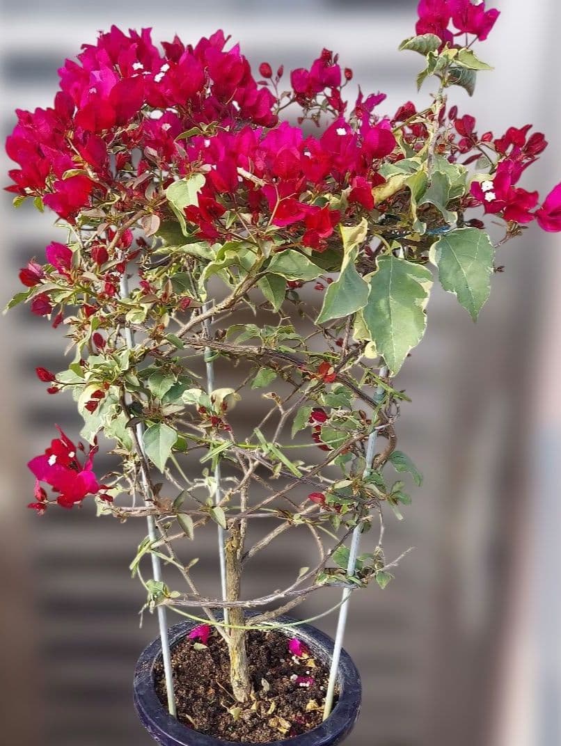 ブーゲンビリア斑入り　希少 No93