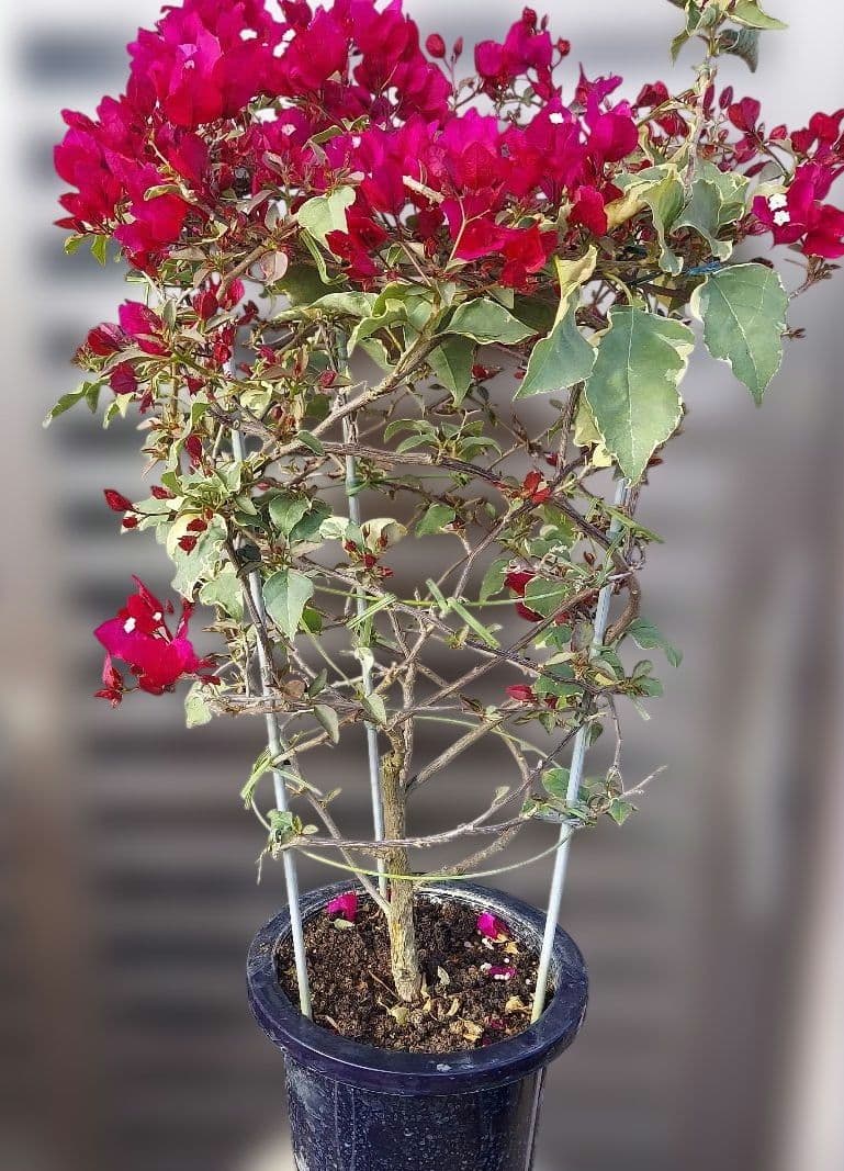 ブーゲンビリア斑入り　希少 No93