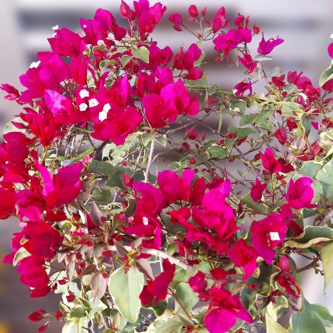 ブーゲンビリア斑入り　希少 No93