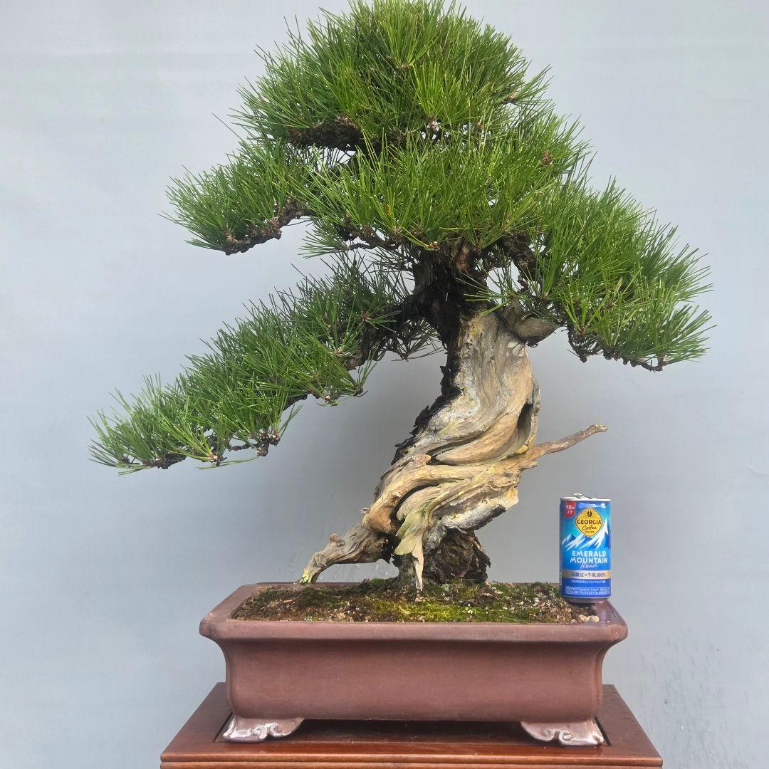 黒松　[舎利幹模様木]　大品盆栽