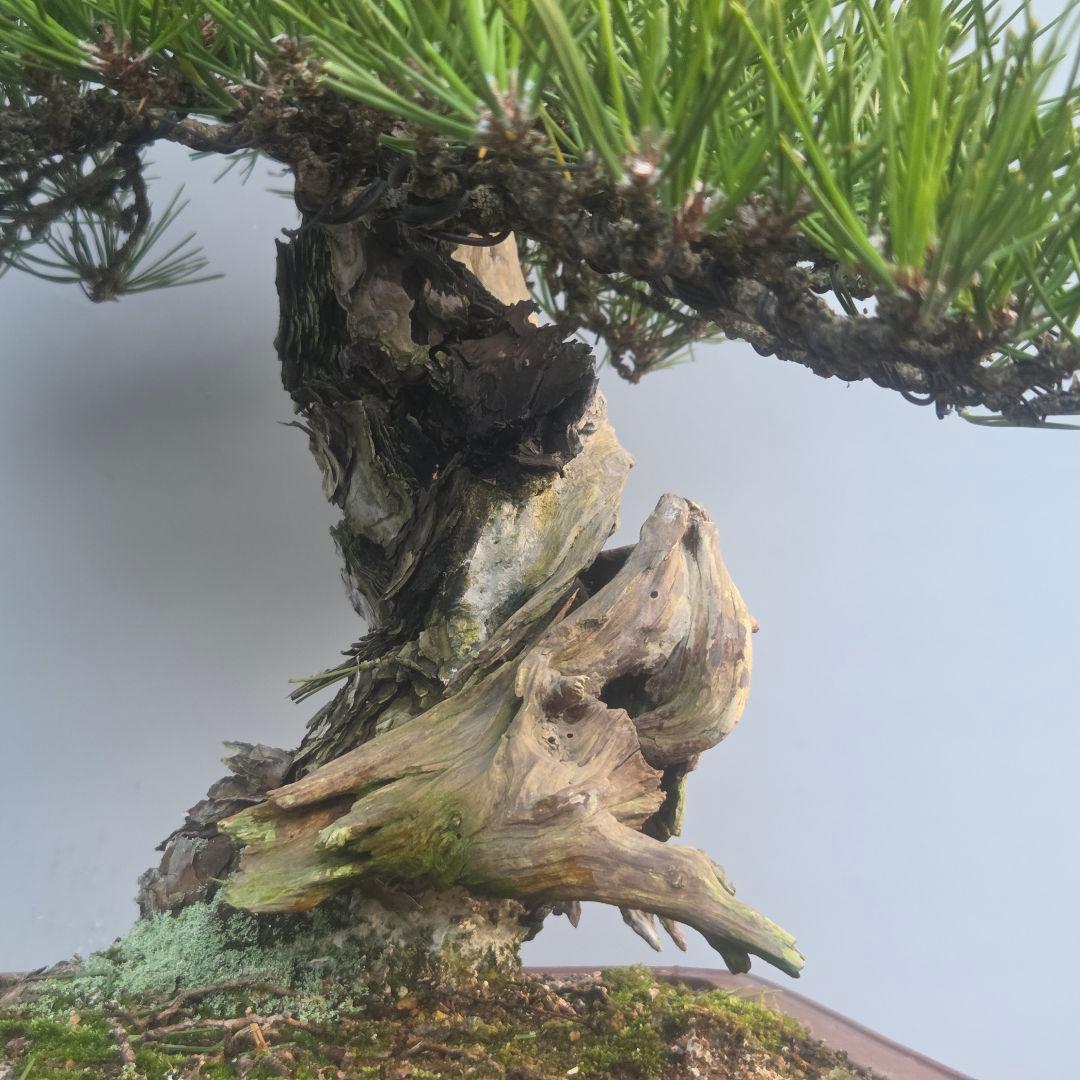 黒松　[舎利幹模様木]　大品盆栽