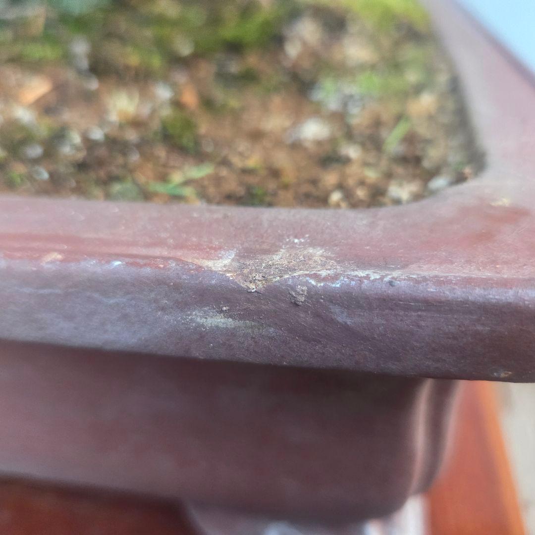 黒松　[舎利幹模様木]　大品盆栽