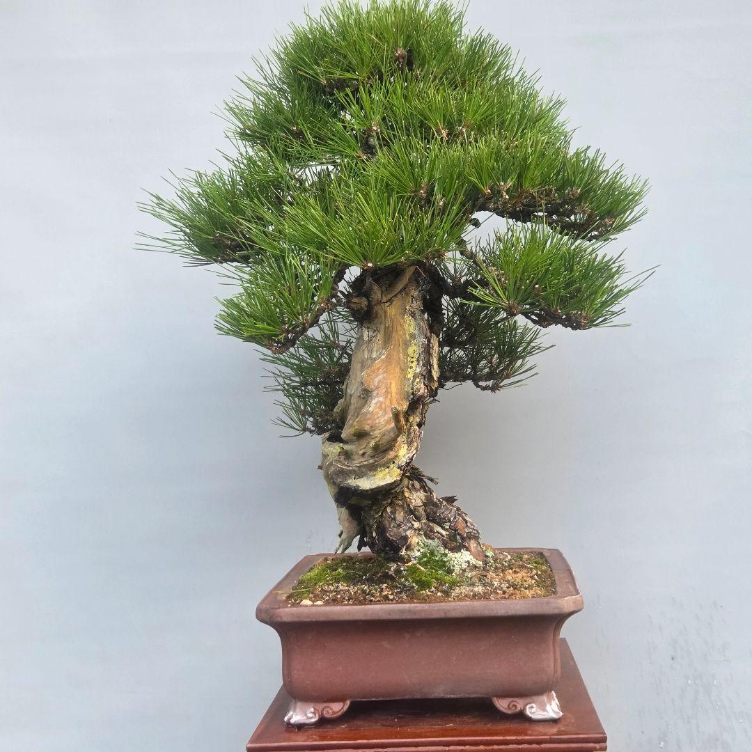 黒松　[舎利幹模様木]　大品盆栽