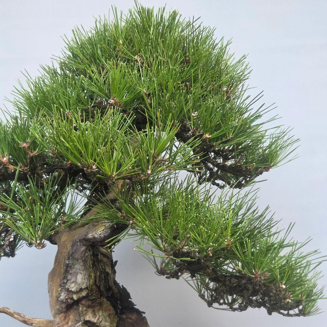 黒松　[舎利幹模様木]　大品盆栽