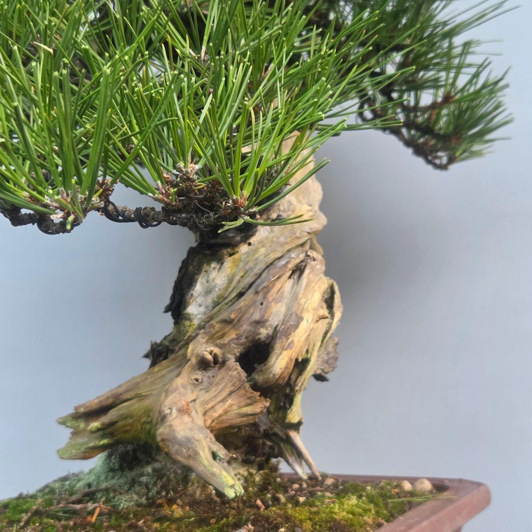 黒松　[舎利幹模様木]　大品盆栽