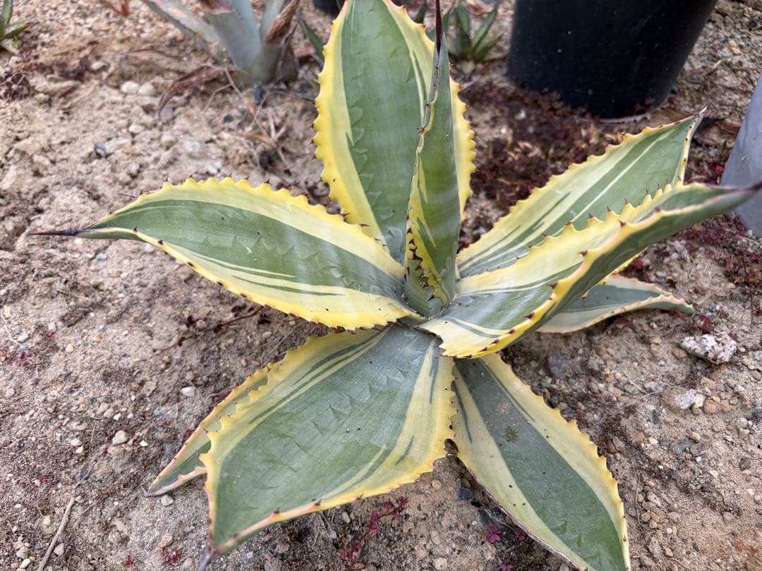 アガベ　リップルエフェクト　大株