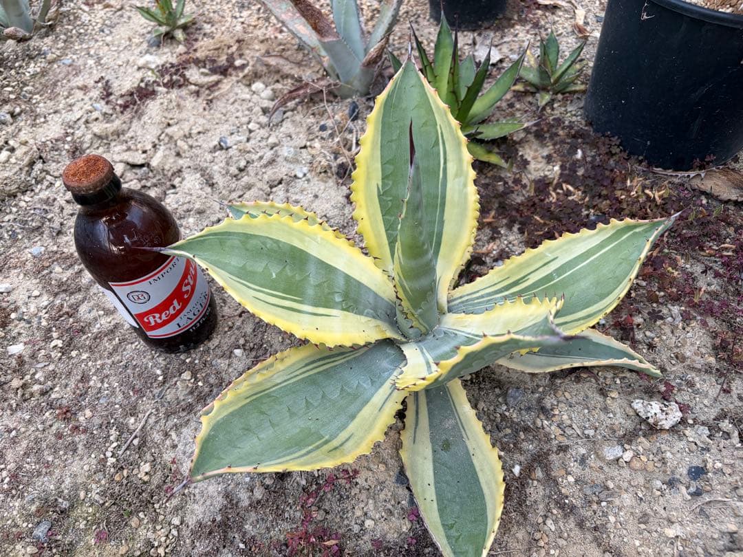 アガベ　リップルエフェクト　大株