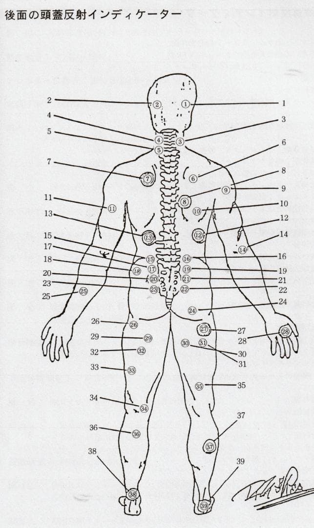 SOT　頭蓋骨治療　クラニアル・スタディガイド 　Dr.DeJarnette