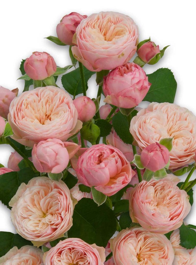 バラ苗　切りバラ苗 . R♡yal blush