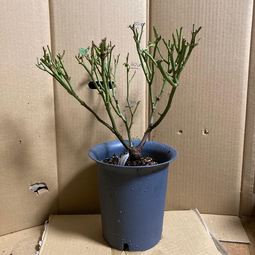 バラ苗　切りバラ苗 . R♡yal blush