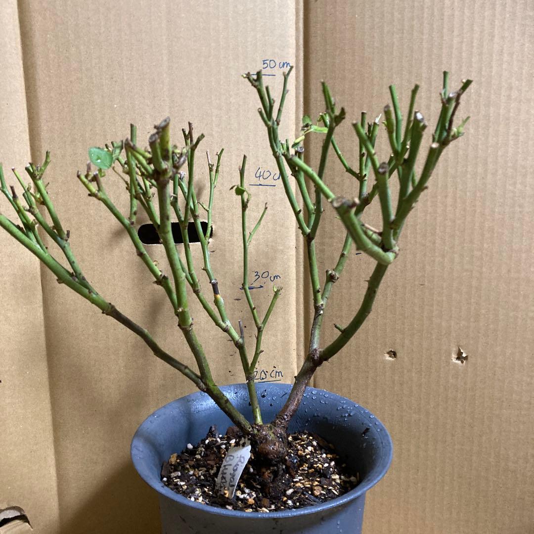 バラ苗　切りバラ苗 . R♡yal blush