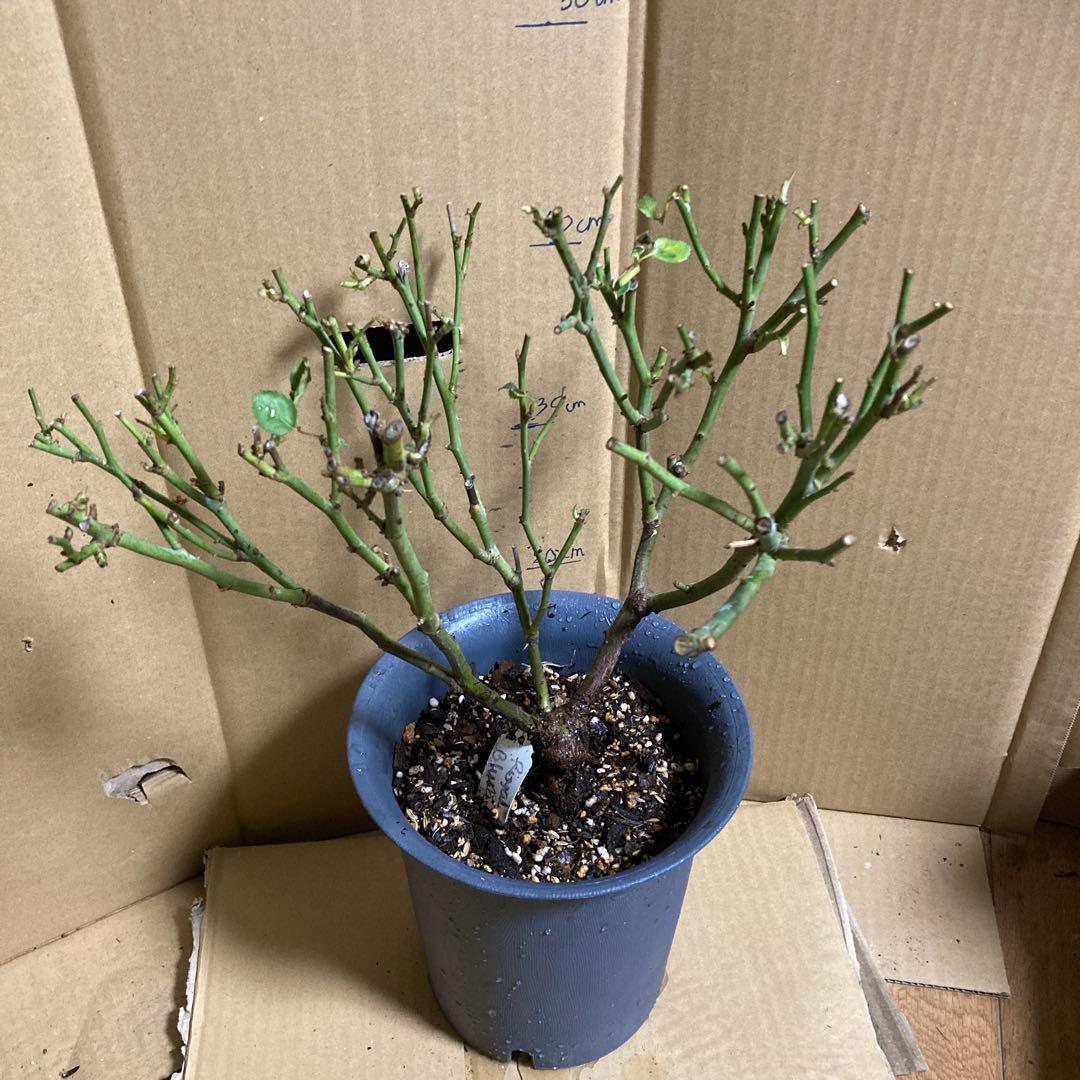 バラ苗　切りバラ苗 . R♡yal blush