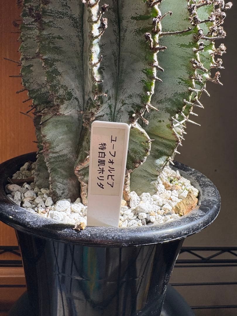 ユーフォルビア 特白肌ホリダ