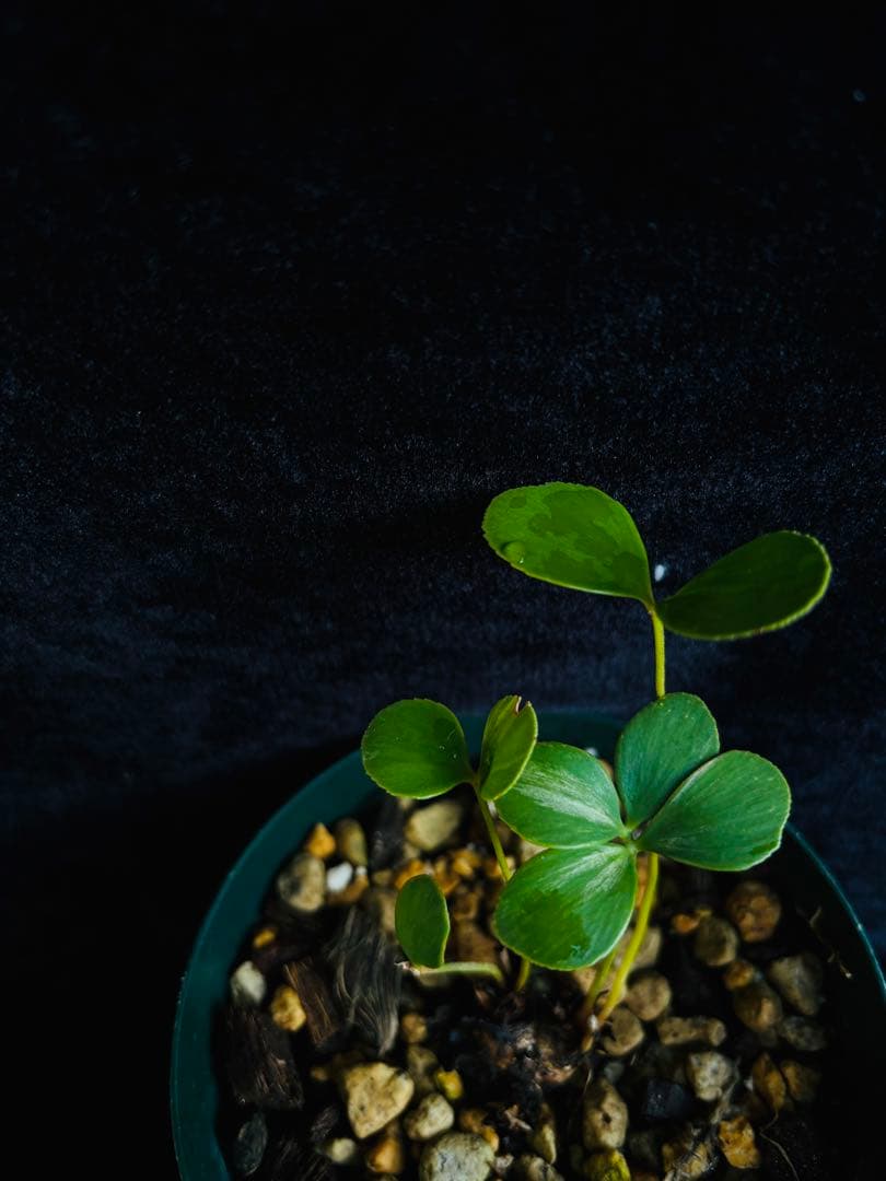 メキシコザミア斑入り　斑入ザミア　斑入りソテツ　黄金ソテツ　フルフラセア斑入り