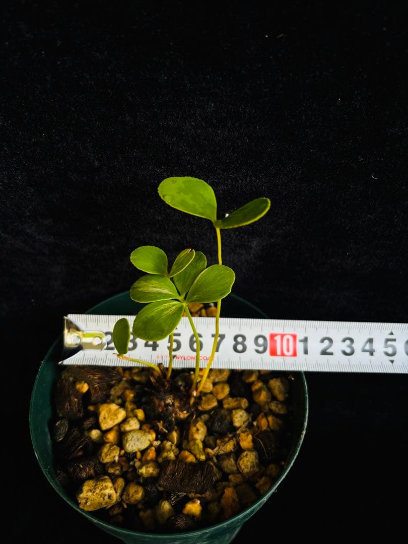 メキシコザミア斑入り　斑入ザミア　斑入りソテツ　黄金ソテツ　フルフラセア斑入り