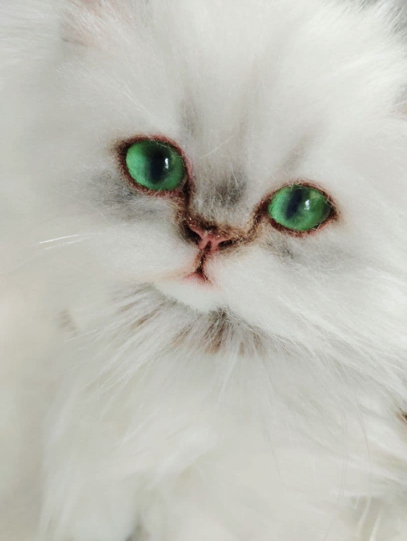 チンチラ子猫ちゃん♡美人ちゃん♡アートドール♡ぬいぐるみ♡