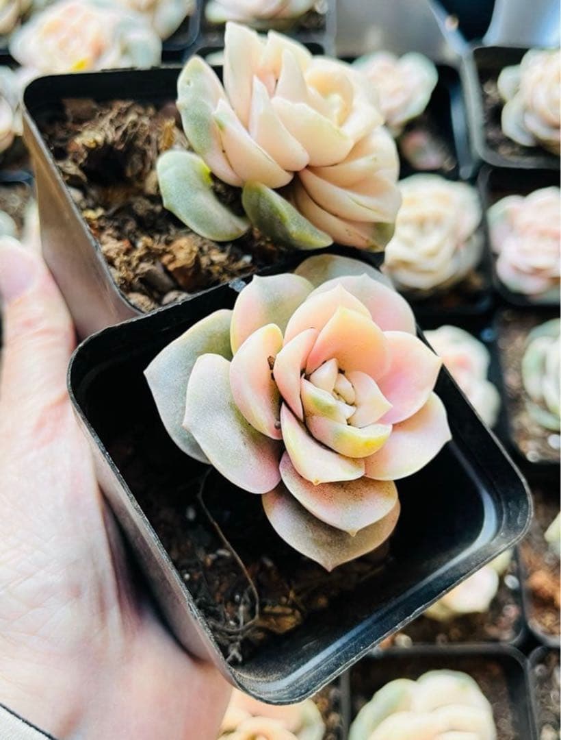 ◇【抜き苗　1苗】ラブリーローズ錦　多肉　ピンクが可愛い♡7.5㌢ポット