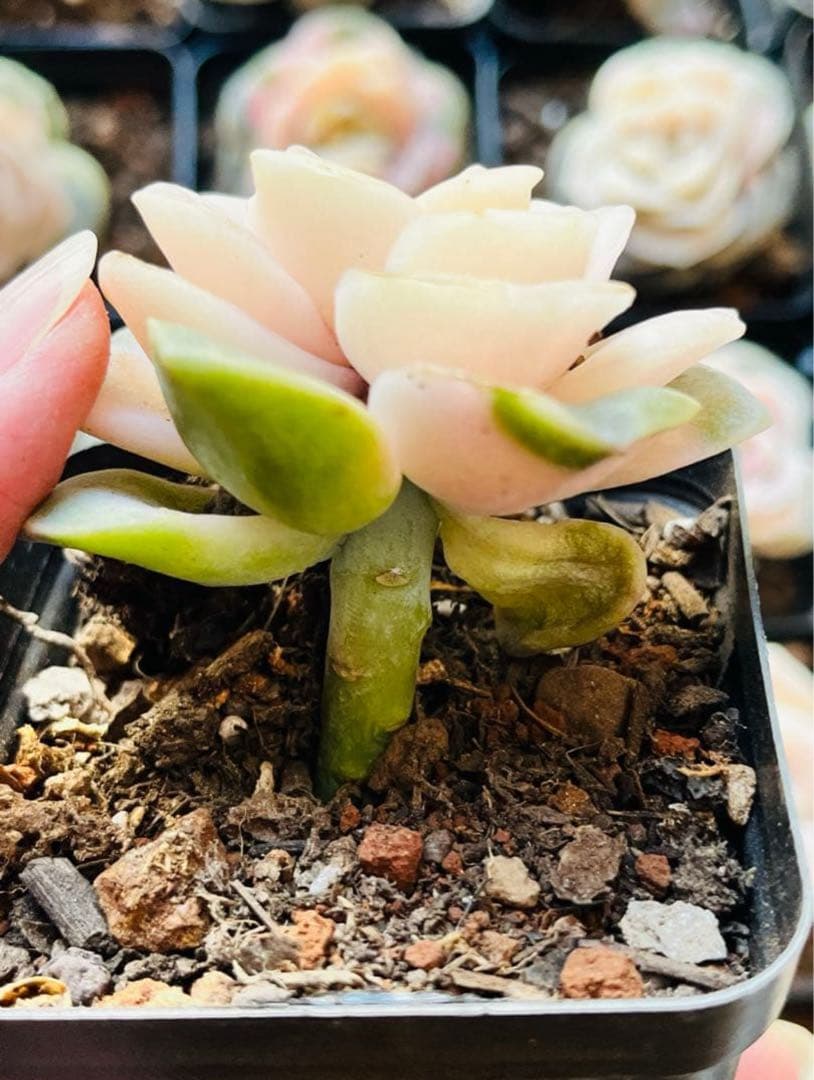 ◇【抜き苗　1苗】ラブリーローズ錦　多肉　ピンクが可愛い♡7.5㌢ポット