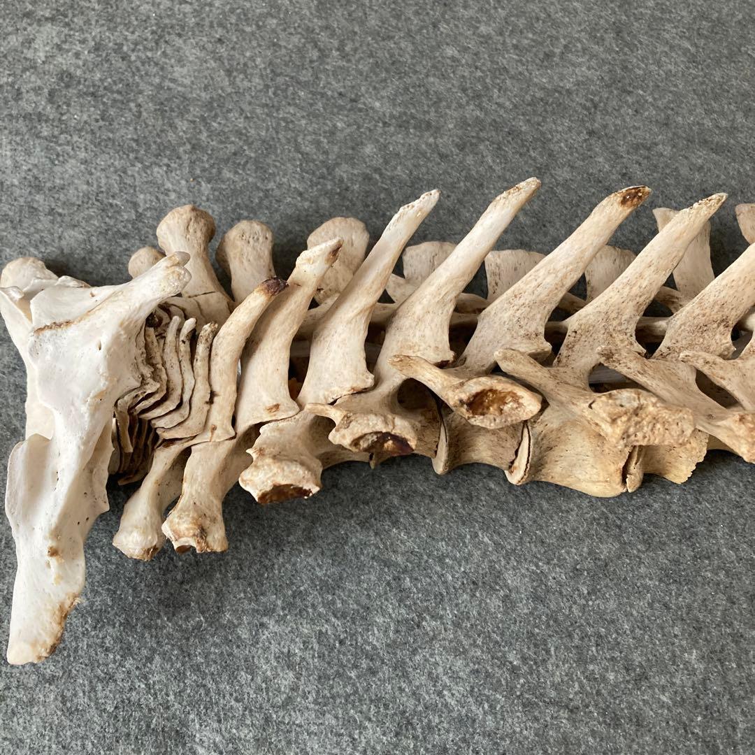 イルカの骨 骨格標本