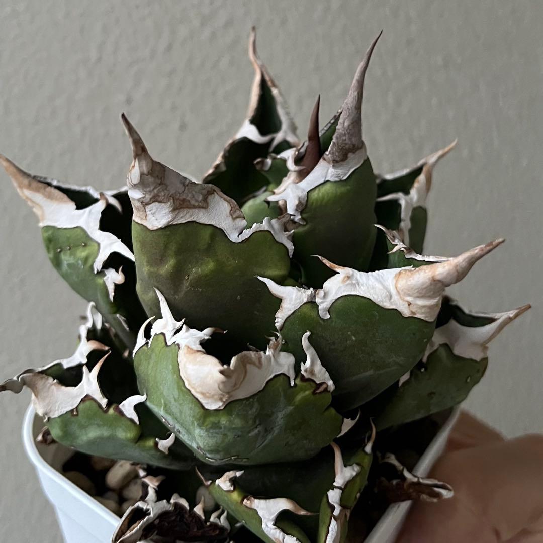 パ*パ様 台湾アガベ　berlin産　チタノタ オテロイ WF /悪魔 清櫻 台