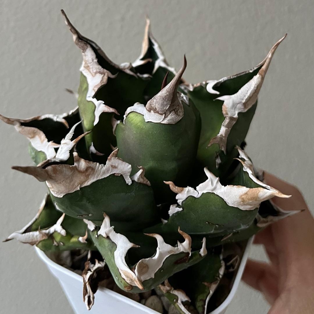 パ*パ様 台湾アガベ　berlin産　チタノタ オテロイ WF /悪魔 清櫻 台