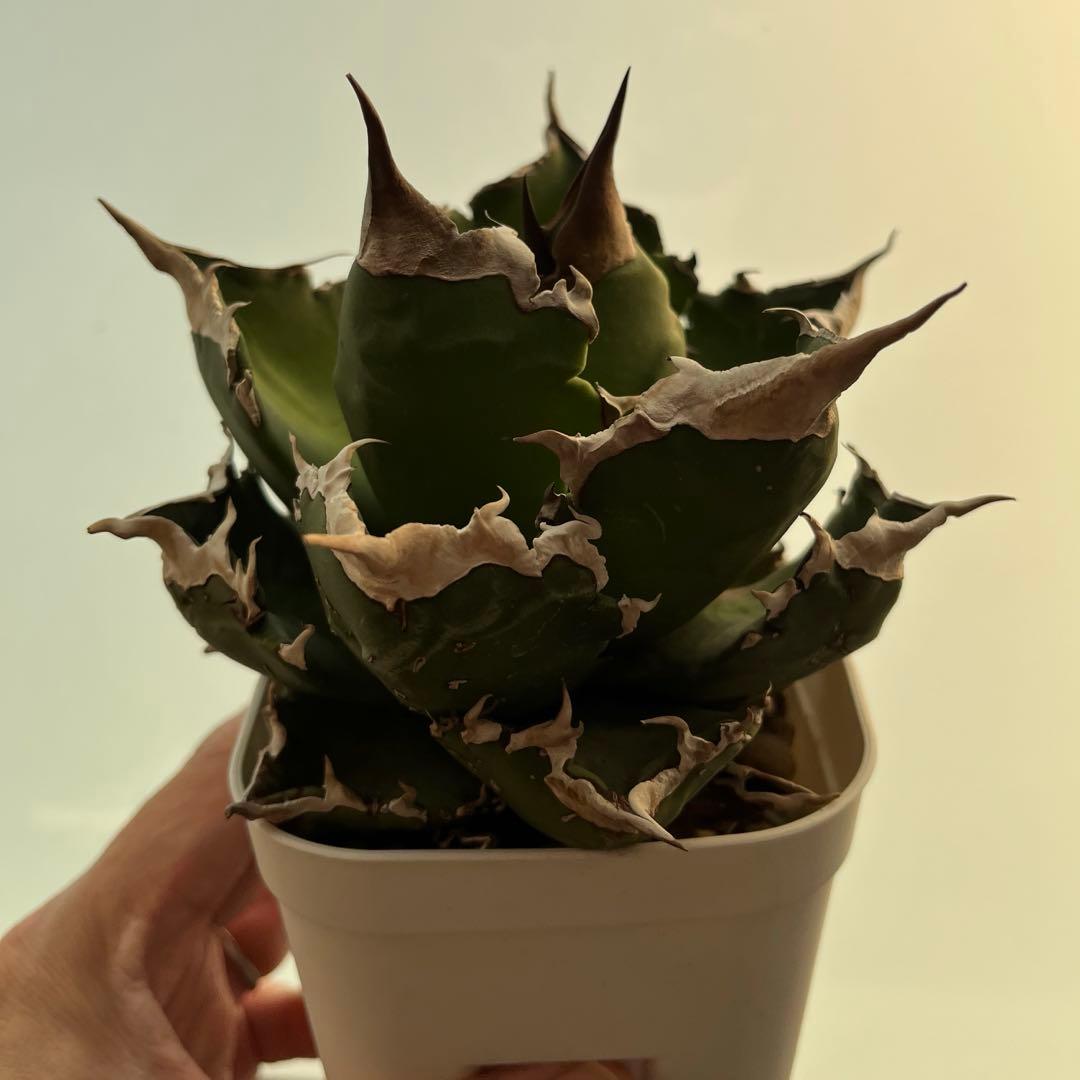 パ*パ様 台湾アガベ　berlin産　チタノタ オテロイ WF /悪魔 清櫻 台