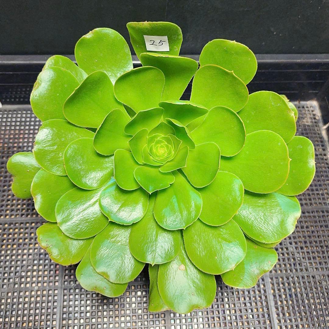 26#多肉植物アエオニウム❤️ 燕姿 ❤️1大頭27cmカット苗
