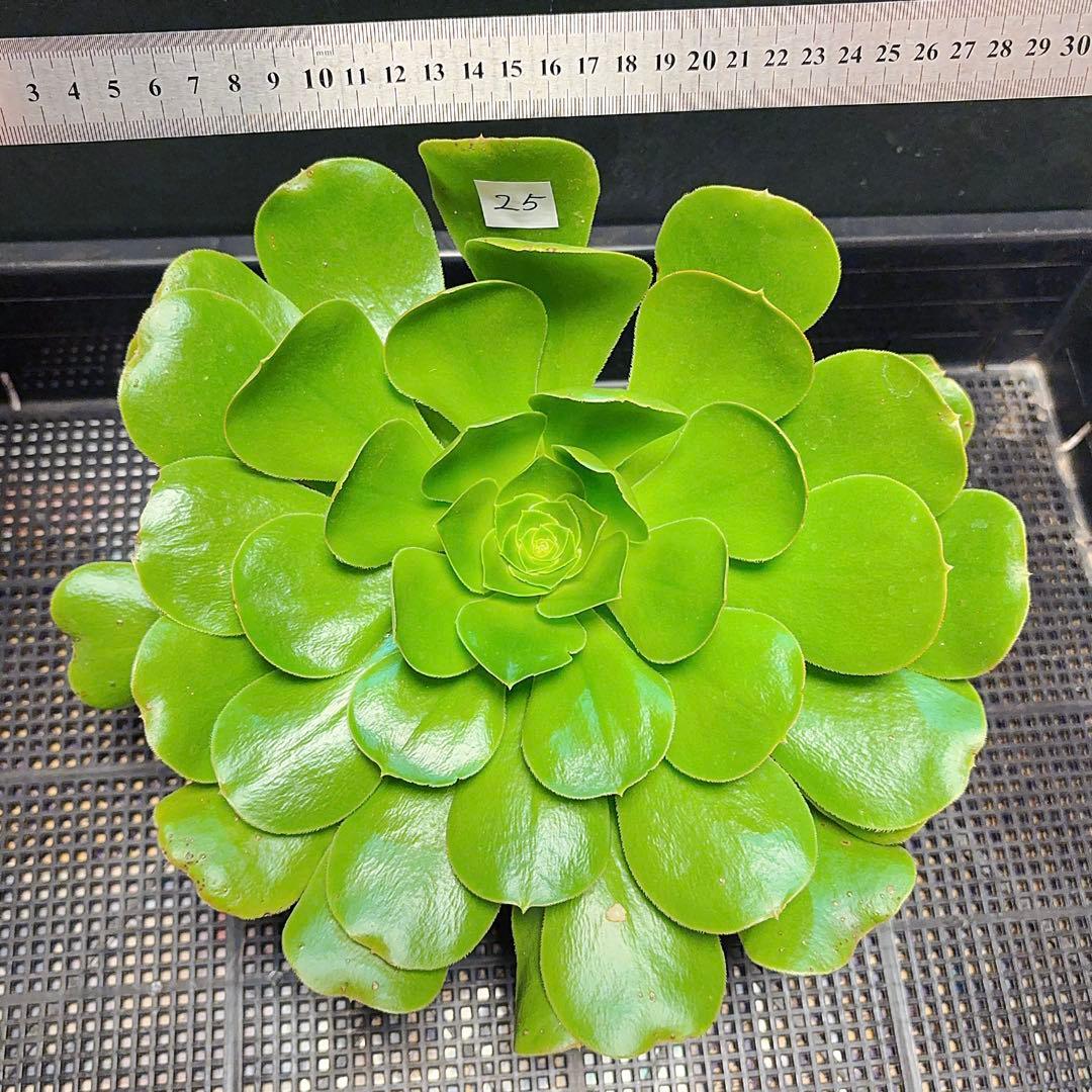 26#多肉植物アエオニウム❤️ 燕姿 ❤️1大頭27cmカット苗