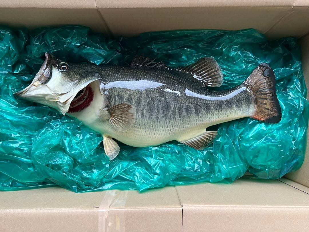 ブラックバス剥製　インテリア壁掛けタイプ