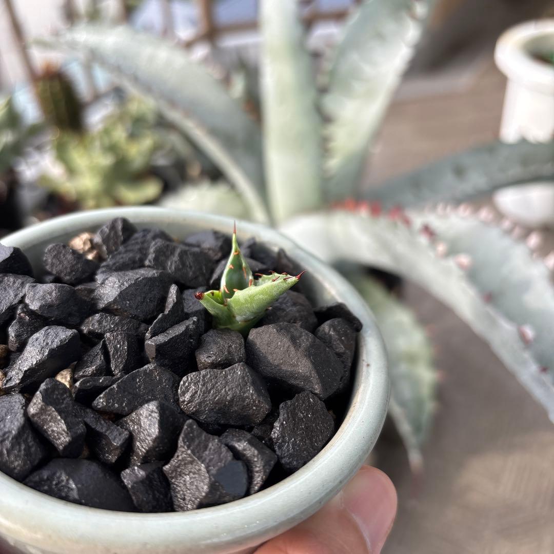 アガベ　ゼブラスクエアトゥース　子株　ゼブラ