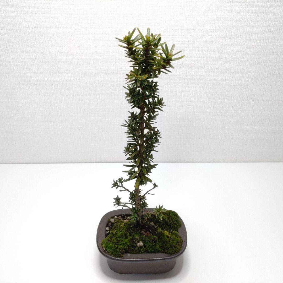 伽羅木（キャラボク）盆栽 CS201