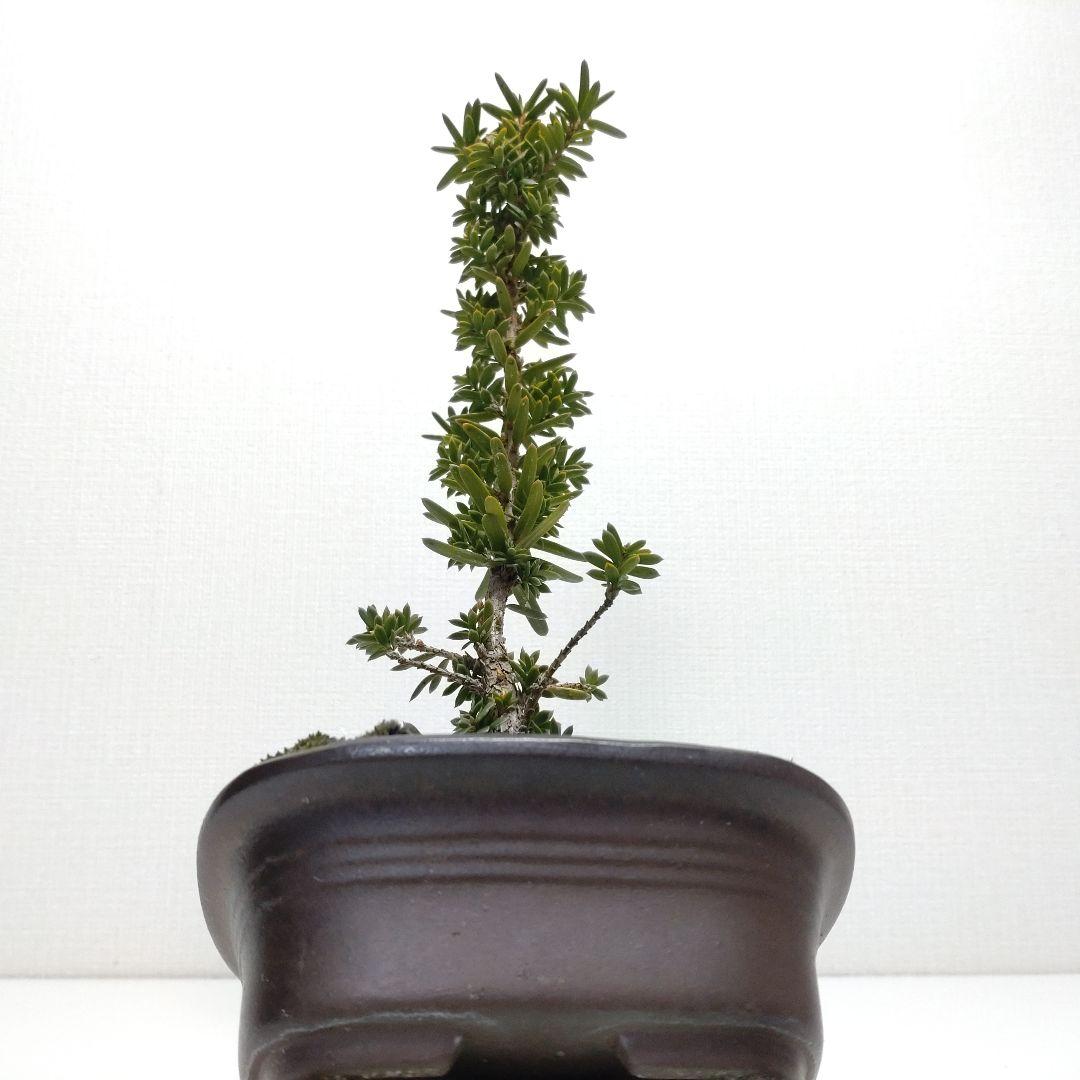 伽羅木（キャラボク）盆栽 CS201