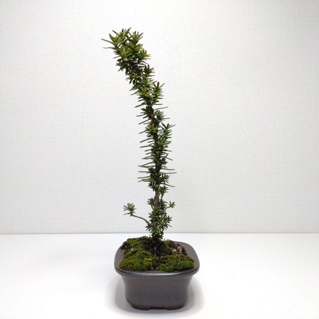 伽羅木（キャラボク）盆栽 CS201