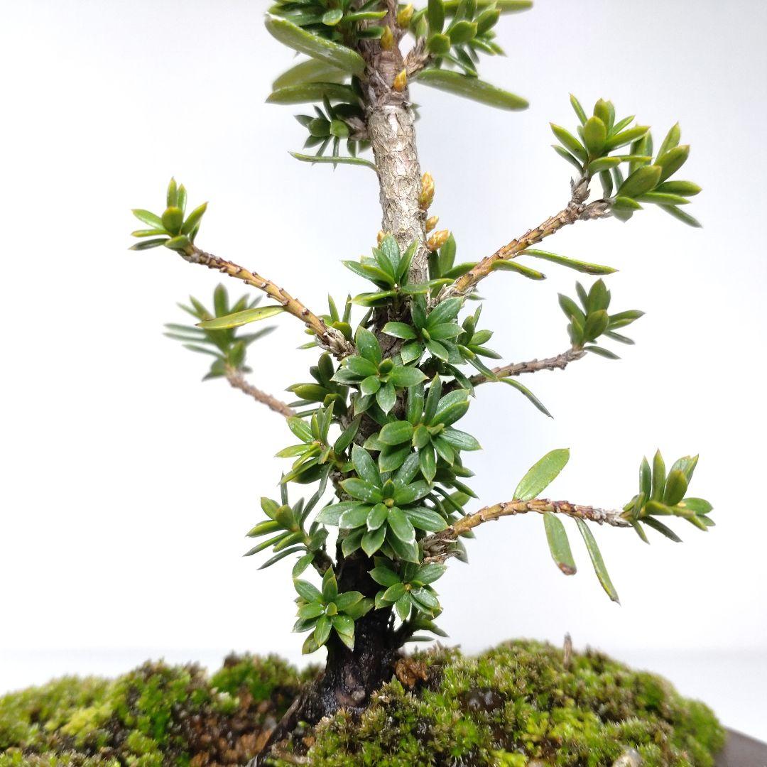 伽羅木（キャラボク）盆栽 CS201