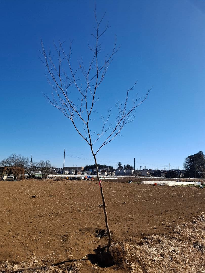 ヤマモミジ 山彩 ――アオダモ アオハダ モミジ カエデ ――