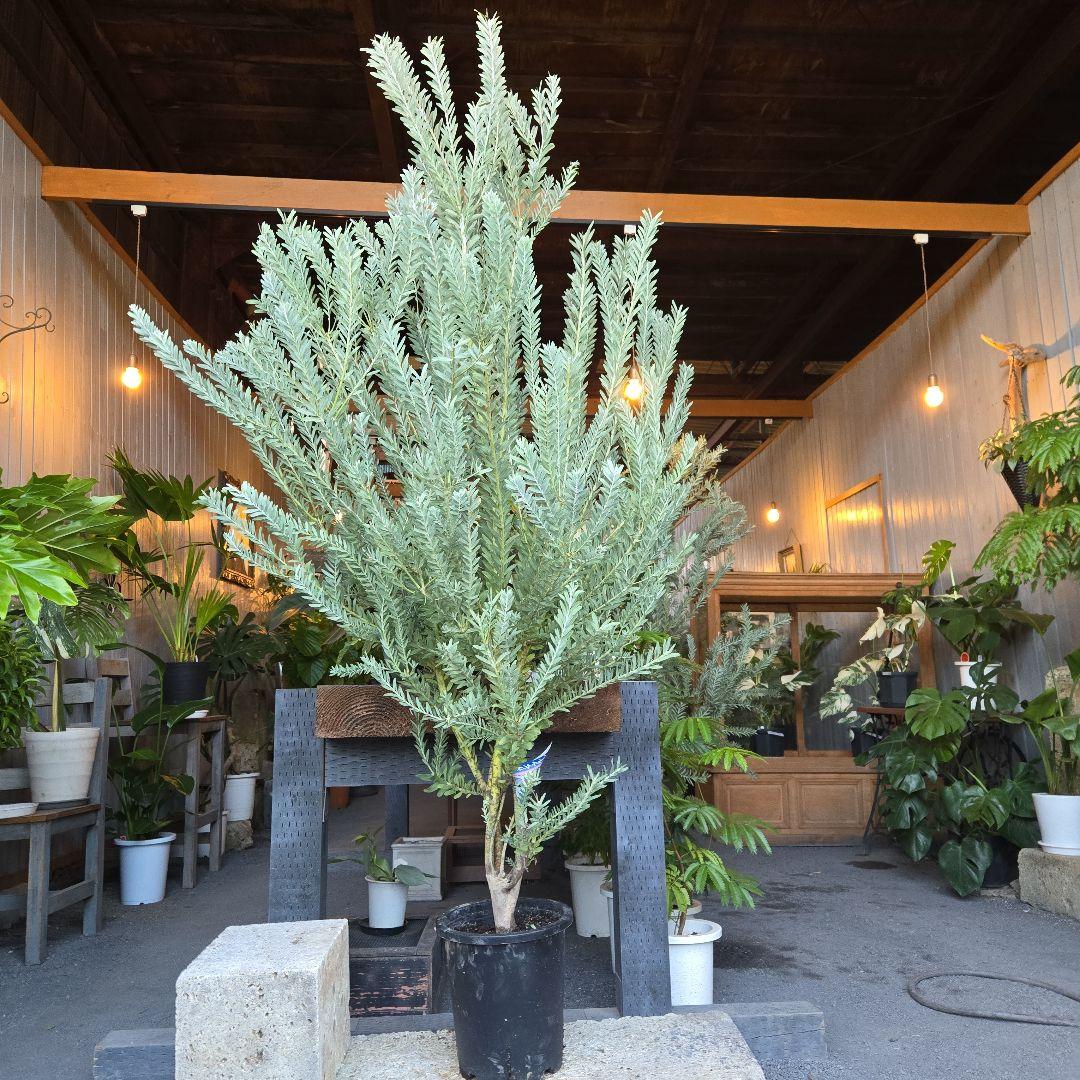 ③　アカシア　ブルーブッシュ　８号特大苗木最高等級極上品‼️