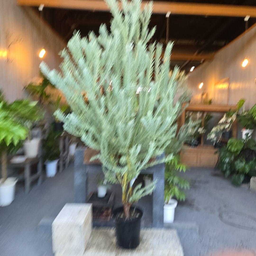 ③　アカシア　ブルーブッシュ　８号特大苗木最高等級極上品‼️