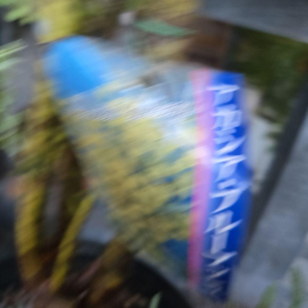 ③　アカシア　ブルーブッシュ　８号特大苗木最高等級極上品‼️