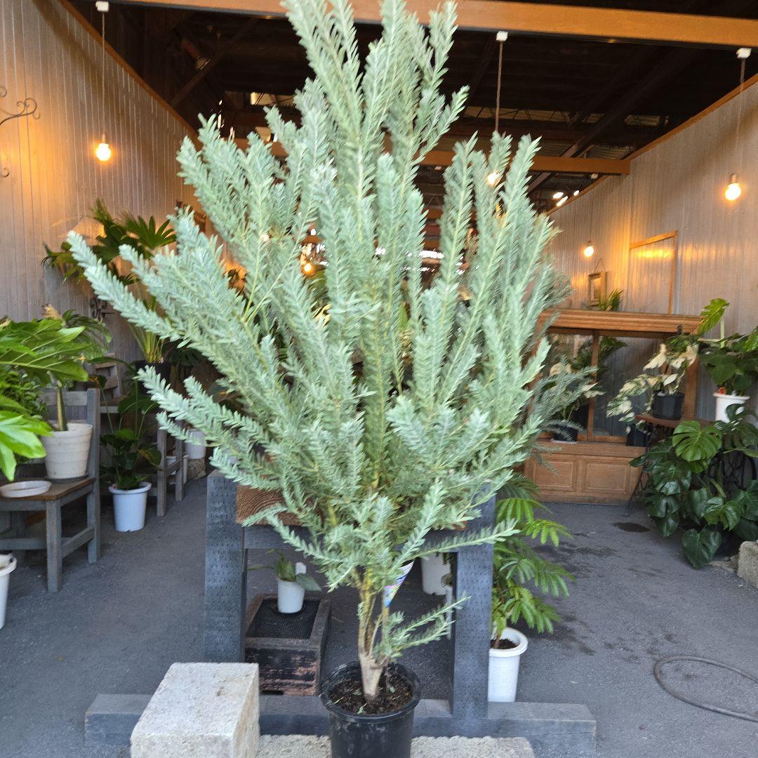 ③　アカシア　ブルーブッシュ　８号特大苗木最高等級極上品‼️