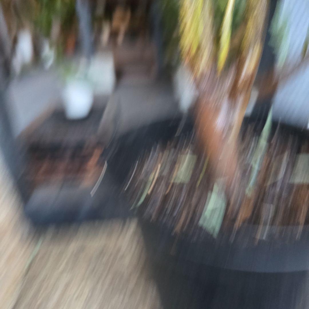 ③　アカシア　ブルーブッシュ　８号特大苗木最高等級極上品‼️