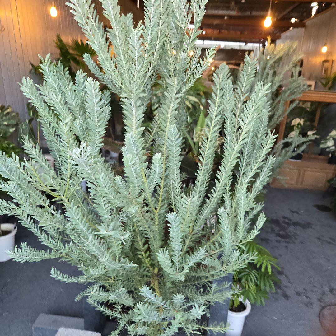 ③　アカシア　ブルーブッシュ　８号特大苗木最高等級極上品‼️