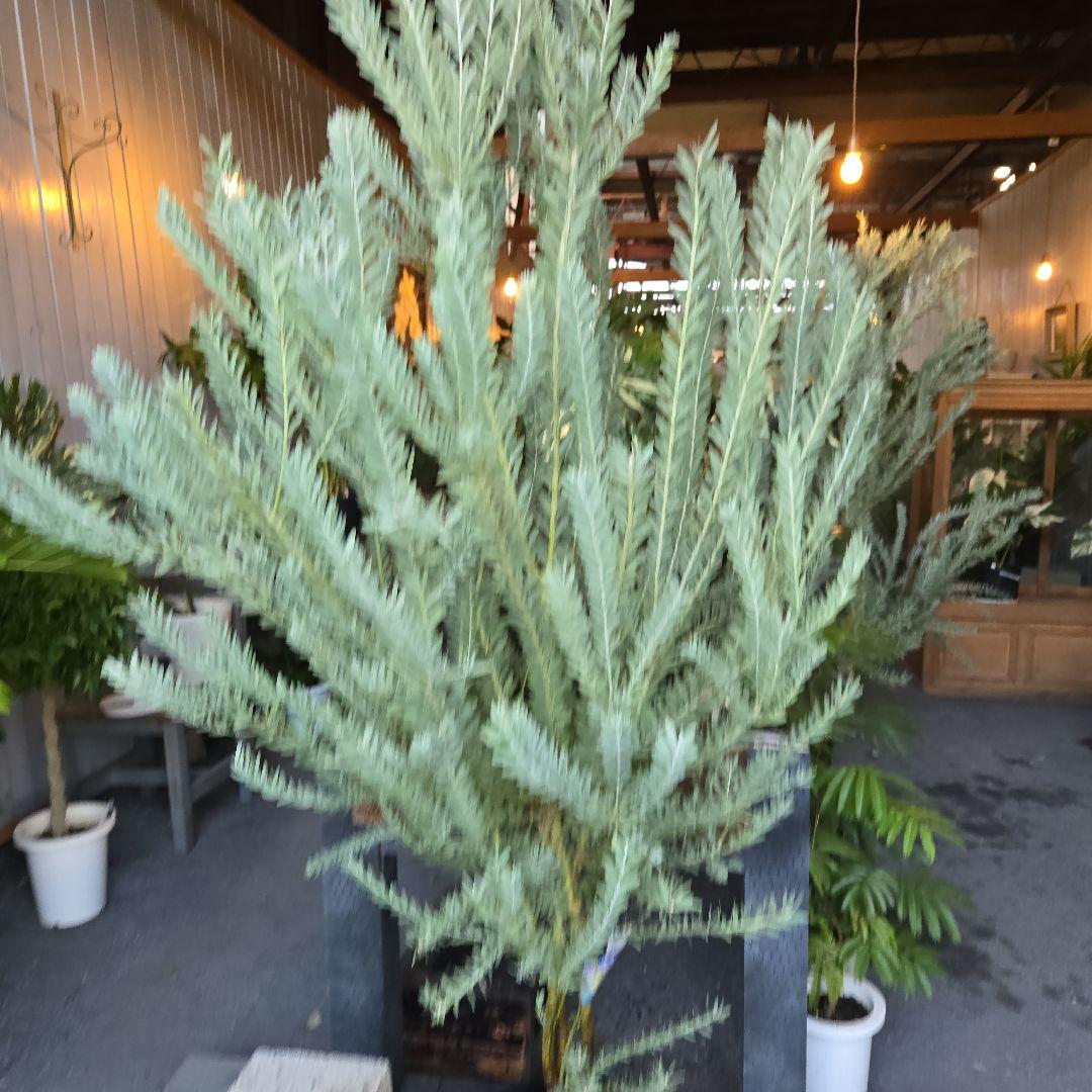 ③　アカシア　ブルーブッシュ　８号特大苗木最高等級極上品‼️