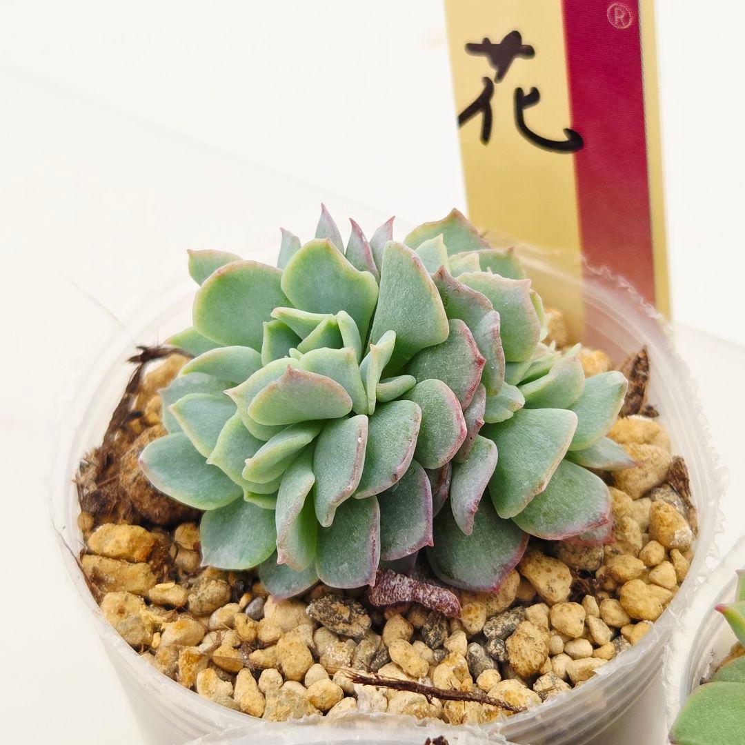 ㉜新作!マスカット❣️華切子❣️珊瑚の花❣️祭囃子❣️発根済! メルカリ便込