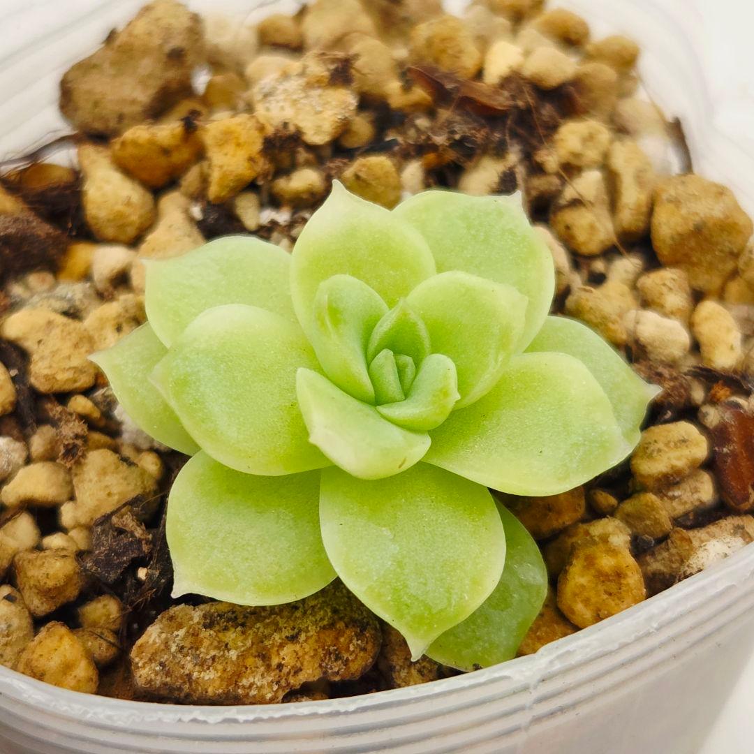 ㉜新作!マスカット❣️華切子❣️珊瑚の花❣️祭囃子❣️発根済! メルカリ便込