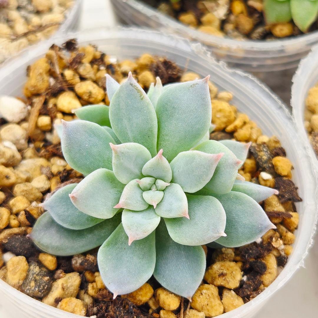 ㉜新作!マスカット❣️華切子❣️珊瑚の花❣️祭囃子❣️発根済! メルカリ便込